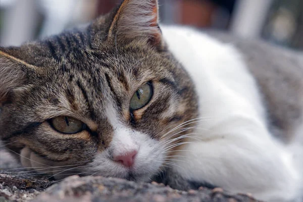 Beautiful lazy cat looks at the camera. Nervous cat wakes up as the photographer takes a picture of him. Close-up of cat face.