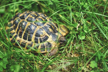 Small turtle hidden among the blades of grass.Sweet land turtle strolls in a garden. Reptile eyes and colorful shell. Love for animals and respect for the planet earth.