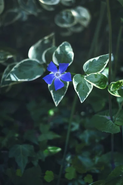 Gorgeous blue flower among green leaves.Periwinkle blue flower with five petals blooms in spring.Blue and green.