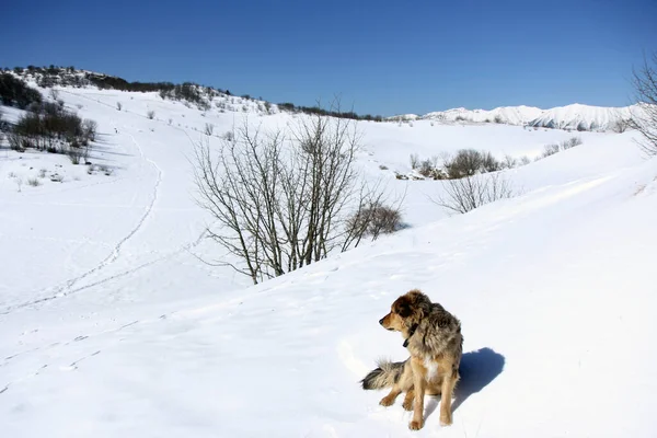 Beautiful dog in the snow admires the snowy landscape.Dog adventure in the mountains.