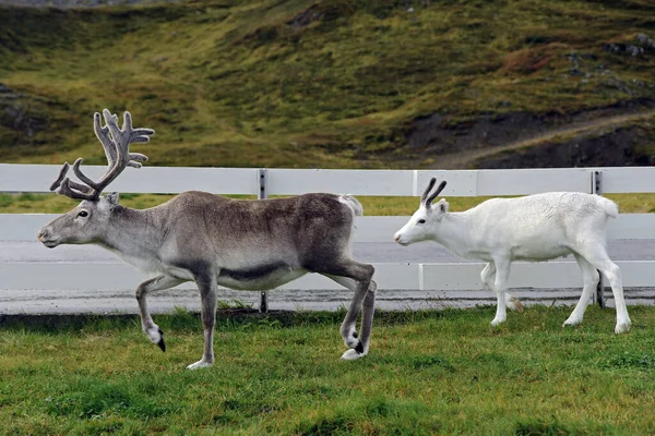 Reindeer Mom Her Son Walking Fence Country Scene Northern Norway — Stock Fotó