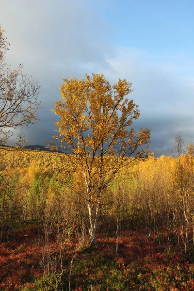 Νορβηγικά Δέντρα Στο Ηλιοβασίλεμα Φθινοπωρινά Χρώματα Και Συννεφιασμένο Ουρανό — Φωτογραφία Αρχείου