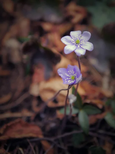 Дрібні Фіолетові Квіти Лісі Красиві Квіти Ростуть Серед Опалого Листя — стокове фото