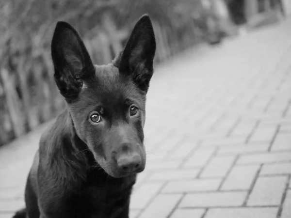 Sweet Puppy Dog Big Ears Black White Portrait Puppy Sad —  Fotos de Stock