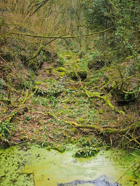 Swampy green area full of branches, moss and roots.