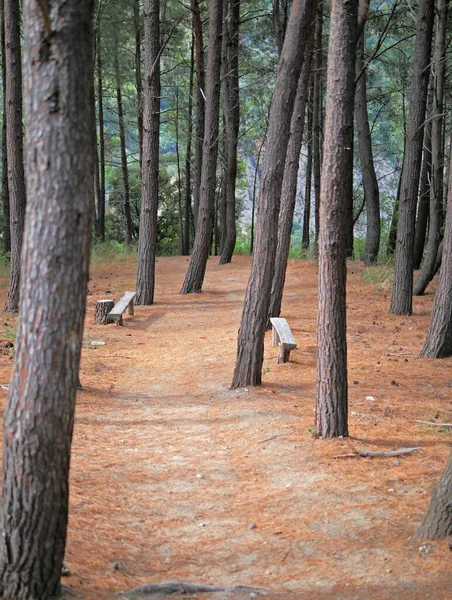 A path in the woods full of pine needles. Feeling lost in the middle of the forest. Alone in the trees on a beautiful summer day.