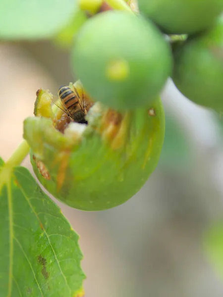 Close-up of a cute bee while eating a sweet fig. A hungry bee feeds on sugary substances. Flying bug that eats among the leaves.