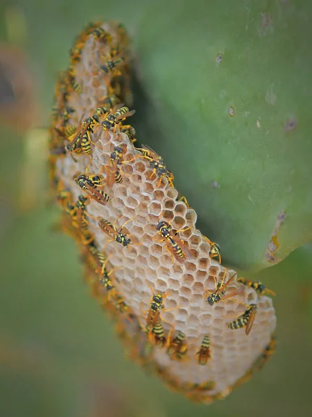 Large Wasp Nest Attached Large Cactus Leaf Detail Life Dangerous — Fotografia de Stock