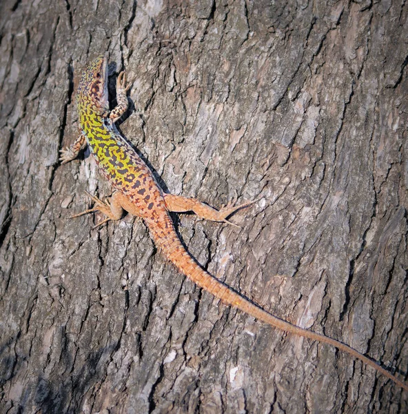 Large lizard with green back.Wildlife in Italy. Chromatic variability.Field lizard rests on a large log and warms up in the sun.