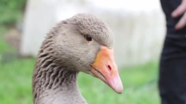 Adamın biri kaza üflemiş. Bir çocuk ve bir kaz çiftlikte oynuyorlar. Hayvanlar için sevgi. Sinirli kaz gagasını açar ve okşanmasına izin verir..
