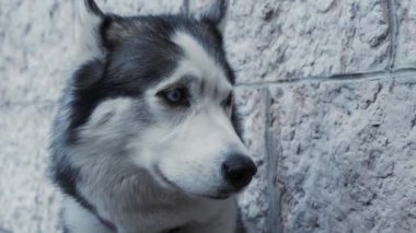 Gri, güzel bir köpeğe yakından bakın. Bir Sibiryalı kurt köpeği mavi gözleriyle etrafına bakıyor. Tüylü safkan kızak köpekleri için aşk. 4k kalite, 60 fps..