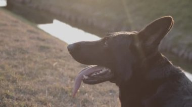 Güzel, büyük, siyah bir köpeğin portresi. Kara Alman çoban köpeği gün batımında kırsalda. Uzun dilli soluyan köpek etrafa bakar ve oynadıktan sonra dinlenir. Hayvan davranışları ve köpek sevgisi..