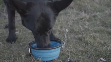 İçerken büyük ve güzel siyah köpeğe yakın çekim. Siyah bir Alman kurdu, içinden su fışkıran plastik bir kaseden susuzluk çeker. Hayvan davranışları ve köpek sevgisi. 4k kalite.