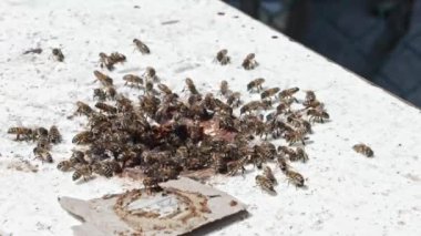 Arılar bir kutuya girer ve yoldaşlarını çağırırlar. Bir arı sürüsü kraliçeyi korumak için bir kutuya girer, bal kokusunu yaymak için kanatlarını çırparlar. Arı davranışları, melittoloji ve çevre koruma.