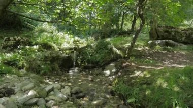 Ormanda küçük bir dere. Parktaki ağaçların arasına bir hortum düşer. Yaz gününde doğa yürüyüşü.