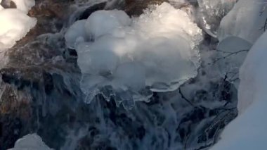 Yalnız köpek sahibini arıyor. Sevimli köpek kucaklaşmak için yaklaşıyor. Verona, İtalya sokaklarında hayvanlar için sevgi. İnsanlar geçiyor..