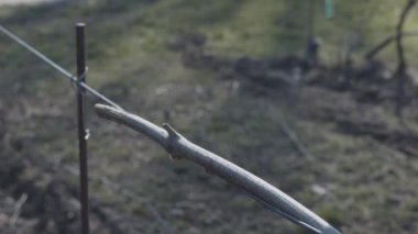 Yalnız köpek sahibini arıyor. Sevimli köpek kucaklaşmak için yaklaşıyor. Verona, İtalya sokaklarında hayvanlar için sevgi. İnsanlar geçiyor..