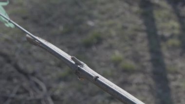 Yalnız köpek sahibini arıyor. Sevimli köpek kucaklaşmak için yaklaşıyor. Verona, İtalya sokaklarında hayvanlar için sevgi. İnsanlar geçiyor..