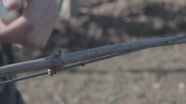 Yalnız köpek sahibini arıyor. Sevimli köpek kucaklaşmak için yaklaşıyor. Verona, İtalya sokaklarında hayvanlar için sevgi. İnsanlar geçiyor..