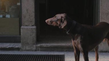 Yalnız köpek sahibini arıyor. Sevimli köpek kucaklaşmak için yaklaşıyor. Verona, İtalya sokaklarında hayvanlar için sevgi. İnsanlar geçiyor..
