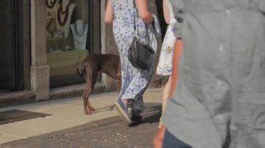 Yalnız köpek sahibini arıyor. Sevimli köpek kucaklaşmak için yaklaşıyor. Verona, İtalya sokaklarında hayvanlar için sevgi. İnsanlar geçiyor..