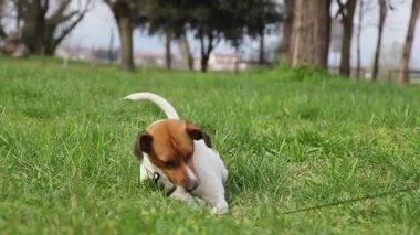 Mutlu köpek tasmayla oynuyor. Parktaki çimlerde sevimli köpek yavrusu yuvarlanıyor. Yazın köpek hayatı.