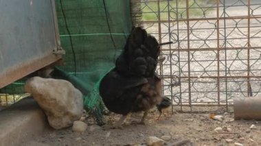 Mother hen scrapes the ground under her paws.Chicken with its two chicks looks for food in a farm in countryside.Scenes of animals and rural life.