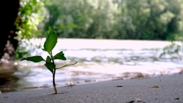 Small Fragile Plant Born Banks River Peaceful View Vibrant Seedling — Stockvideo