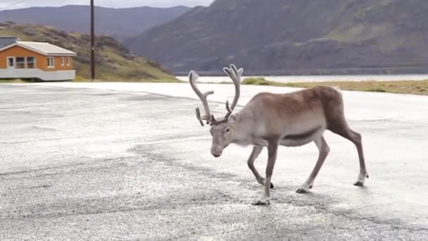 Reindeer Walks Next Photographer Video Footage Reindeer Walking Asphalt Parking — Stock video