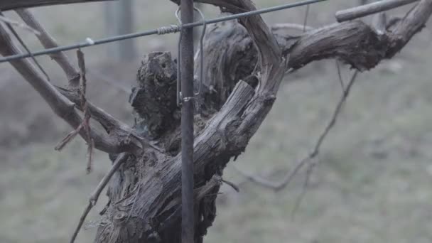 Hands Cut Branches Vineyard Shears Close Expert Hands Farmer Pruning — Stockvideo