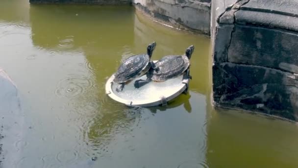 Two Turtles Sunbathe Fountain Sea Turtles Basking Sun Summer Day — Vídeo de Stock