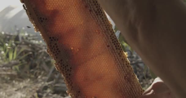 Hands Beekeeper Remove Bees Honey Super Feather Work Countryside Respect — Stok video