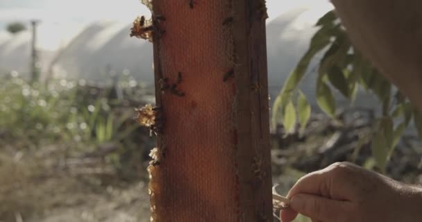 Hands Beekeeper Remove Bees Honey Super Feather Work Countryside Respect — стоковое видео