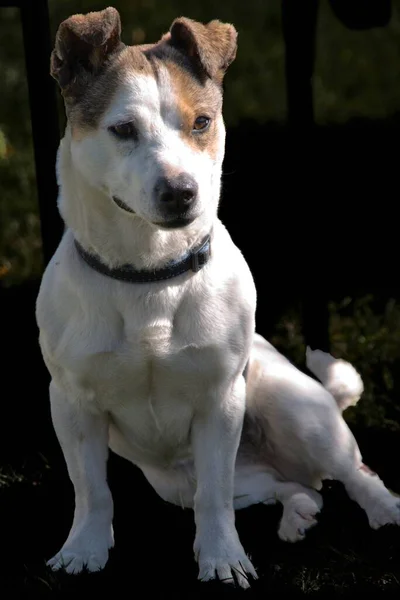 Jack Russell Terrier Zeki Tetikte Son Derece Aktif Bir Köpektir — Stok fotoğraf