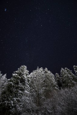 Bulutsuz bir kış gecesinde uzay yıldızlı gökyüzünü kopyalayın. İnanılmaz bir gökadası olan karlı bir orman.