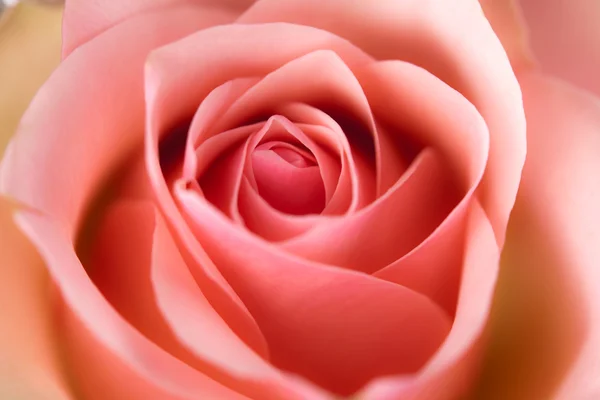 Macro image of rose — Stock Photo, Image
