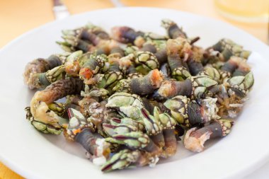 kaz ahırı