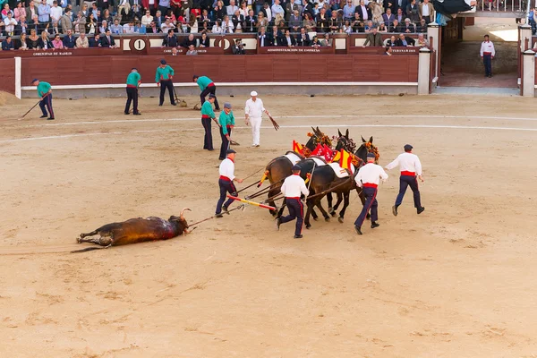 Tjurfäktning i madrid, Spanien — Stockfoto