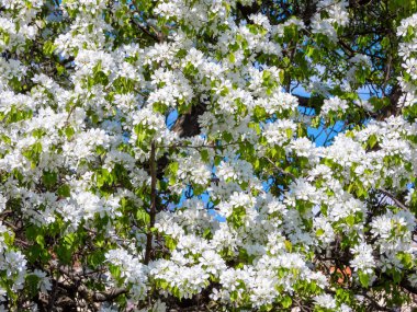 Beyaz çiçekli elma ağacı, yakın çekim manzarası