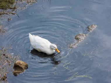 Nehir kıyısındaki beyaz ördek