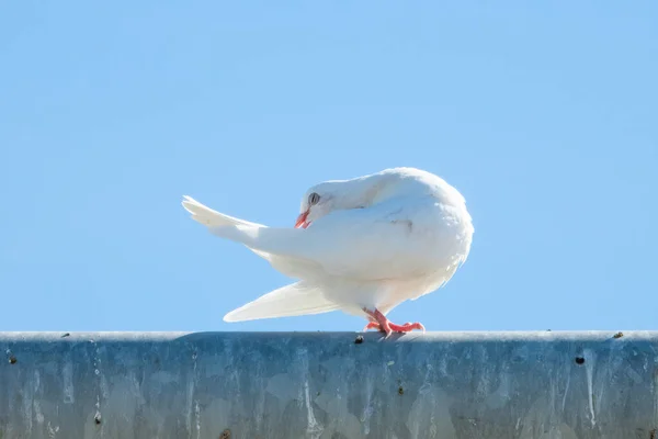 Una paloma blanca se sienta en una superficie metálica sucia — Foto de Stock