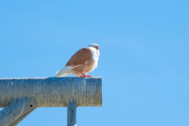 Beyaz-kahverengi güvercin, güneşli bir günde kirli metal bir yüzeyde, mavi bir gökyüzüne karşı oturur.