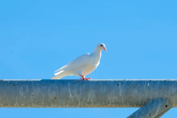 White Dove Pink Beak Sits Dirty Metal Surface Blue Sky — Stock Photo, Image