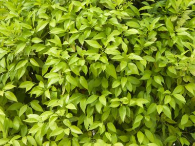 Taze yeşil yaprak, portakal ağacı, yakın çekim.