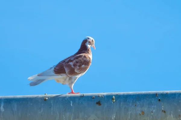 Mottled White Brown Dove Pink Beak Sits Dirty Metal Surface — Stock Photo, Image