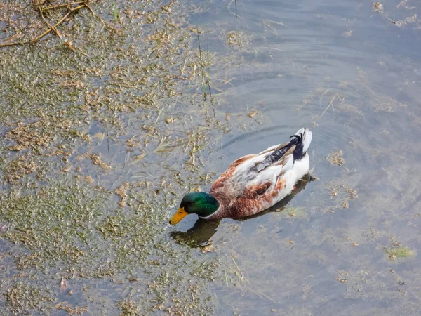 野生のアヒルは川の岸で餌を取る — ストック写真