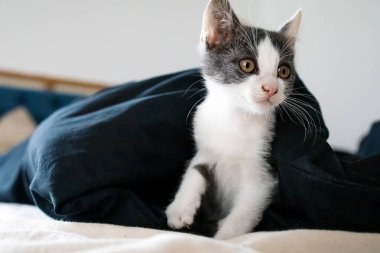 Siyah çarşaflı yatakta yatan tatlı kedi.