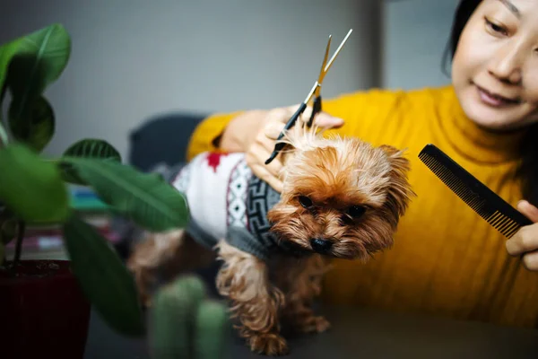 Dog gets hair cut at Pet Spa Grooming Salon. Closeup of Dog. the dog has a haircut. comb the hair. groomer concept.