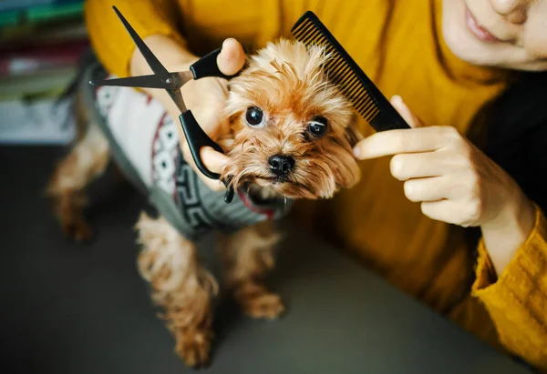 Dog gets hair cut at Pet Spa Grooming Salon. Closeup of Dog. the dog has a haircut. comb the hair. groomer concept.
