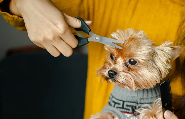 Köpeğin Kuaföründe Kuaförlük Yapıyor Dog Yakın Çekim Köpeğin Saç Tıraşı — Stok fotoğraf